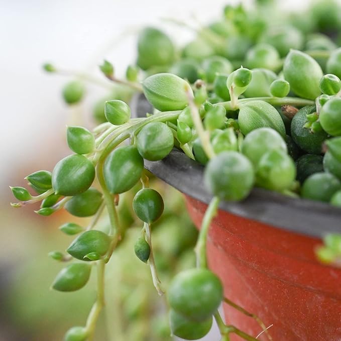 4" String of Pearls, Live Trailing Succulent Fully Rooted in Pots with Soil Mix, Rare House Plant for Home Office Wedding Hanging Decoration, DIY Projects, Party Favor