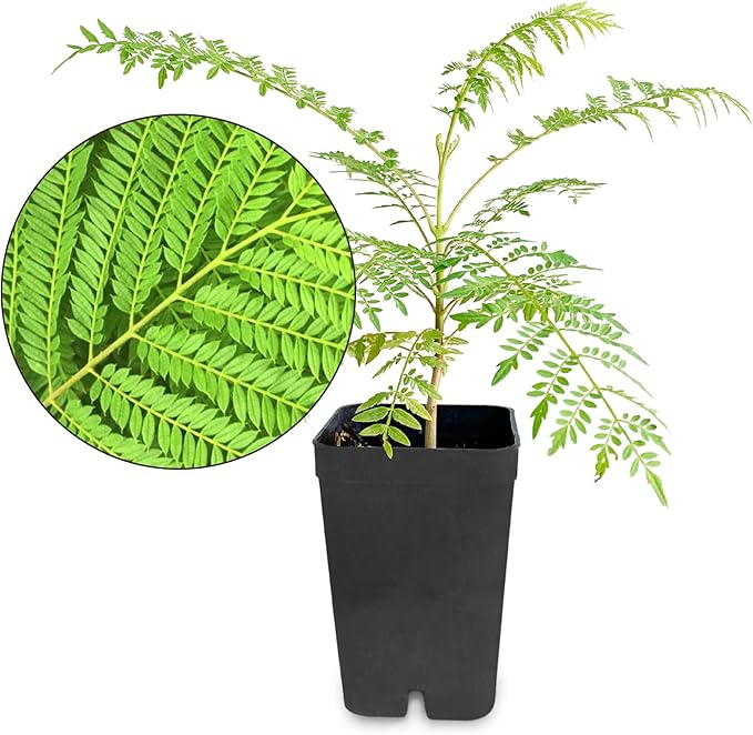 My Shelfie - Mini Jacaranda Tree, 3-4 Inch Tall Bonsai Tree in 2-Inch Pot, Trees Live Plants Outdoor Hardiness Zones 9-11, Bonsai Tree Live with Purple Flowers