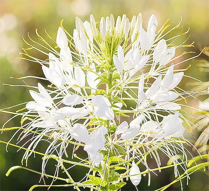 Mauve Queen Cleome - Spider Plants - Nectar Flower for Monarch Butterflies - 1000 Seeds
