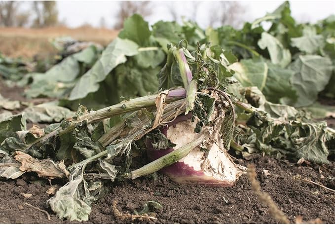 Ani-Logics Outdoors Seeds of Science Pro Brassica Blend (8)