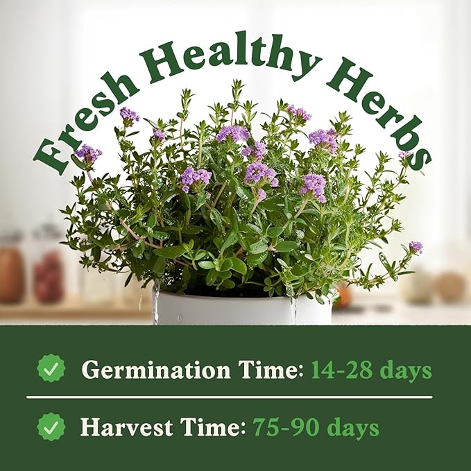Seedboy Organic Thyme Seeds for Planting Indoor and Outdoor, Non-GMO and USDA Certified Herb Seed Packet for Hydroponic Garden Indoor or Planting Outdoors (Thyme)