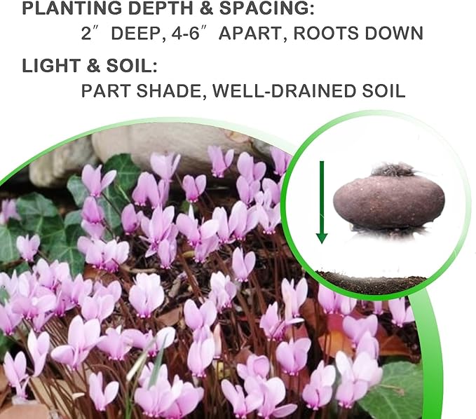 Pink Cyclamen Bulb Collection โ 3, 6 or 9 Premium Indoor/Outdoor Hardy Cyclamen for Shade | Colorful Pink/White Flowers & Marbled Leaves | Bloom Fall to Spring โ Zones 6โ9 (9 Bulbs)