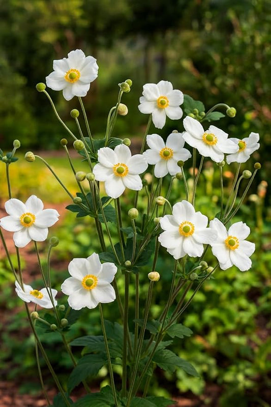 Perennial Farm Anemone x Hybrida 'Honorine Jobert' – Live Windflower in #1 Container, Elegant White Blooms with Yellow Centers, Long Blooming, Deer Resistant, Great for Shade & Pollinator Gardens