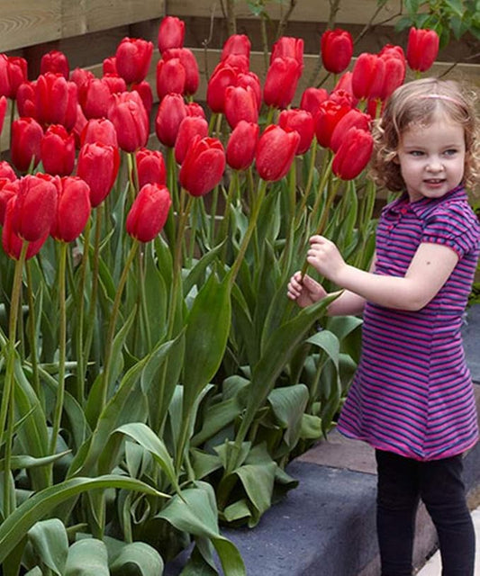 Giant Red Darwin Hybrid Tulips- 10 Bulbs – Premium Perennial Blooms | Tall, Vivid Scarlet Red Spring Flowers – Long-Lasting, for Outdoor Gardens & Fresh Cut Bouquets – Hardy Zones 3–8 (10 Bulbs)