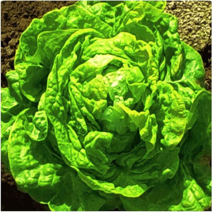 Lettuce Seed Mix of 9 Greens - Mesclun Mix - Fall Crop and Cool Season Planting