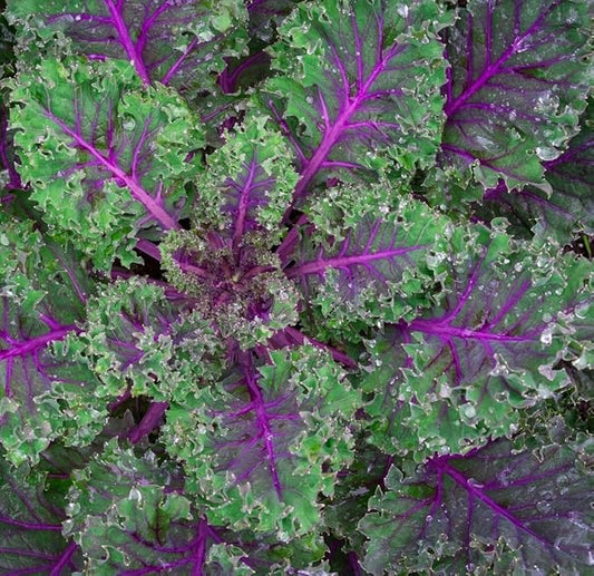 Red Russian Kale Seeds for Planting – Plant & Grow Heirloom Non GMO Red Russian Kale in Home Outdoor Vegetable Garden, Brassica Napus VAR. pabularia – 2 Packets