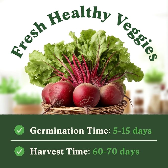 Seedboy Organic Beets Seeds for Planting Indoor and Outdoor, Non-GMO and USDA Certified Vegetable Seed Packet for Hydroponic Garden Indoor or Planting Outdoors (Detroit Dark Red Beets)