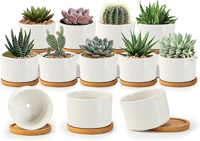 ZOUTOG Succulent Pots 3.1 Inch,Succulent Planters 12 Pack,Small Pots for Plants with Drainage and Tray,White Ceramic Flower Planters for Indoor Plants,Home,Office,Desk