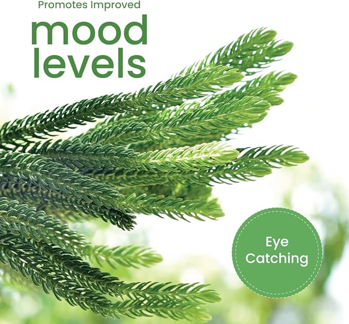 American Plant Exchange Live Norfolk Island Pine Plant, Plant Pot for Home and Garden Decor, 6" Pot