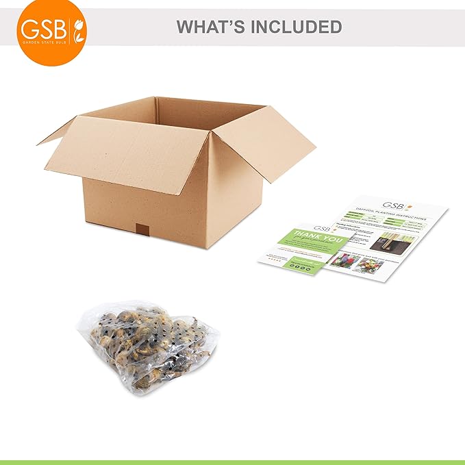 Garden State Bulb Narcissus Poeticus Pheasant's Eye Daffodil Flower Bulbs, 14/16cm, Fall Planting (Bag of 25)