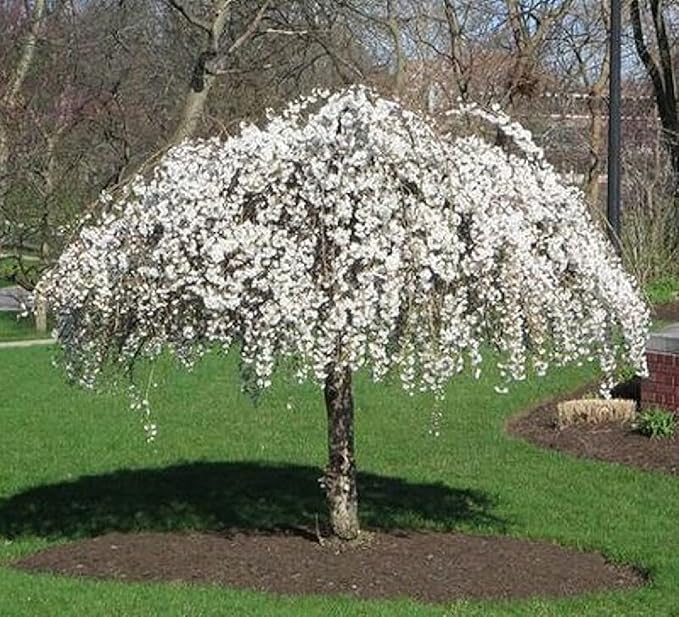 Weeping Cherry Blossom Tree Plant, 8 to 12 Inch Tall Cherry Blossom Tree Live in Pot, Perennial Cherry Blossom Sapling, White Cherry Blossom Tree Plant, Dwarf Cherry Flower Tree Starter Plant