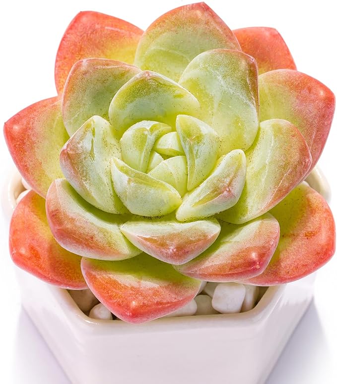 Echeveria Ice Green Rare Live Succulent Plants, Pink 1 Head 3.5" Live Plant, Package Without Pot & Soil, Placement on Garden Indoor Office Desk, Party Baby Shower Decoration, Friend Plant Lovers Gifts