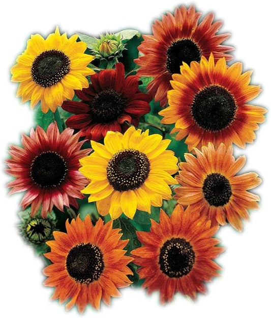 Park Seed Large Flowered Mix Sunflower Seeds – Autumn-Toned Bicolor and Ringed Blooms, 6–10 Ft Tall Background Variety for Cutting and Landscape Drama, Easy to Grow, Pack of 50