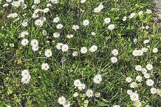 No Mow Flowering Lawn Grass Seed - !/4 Pound