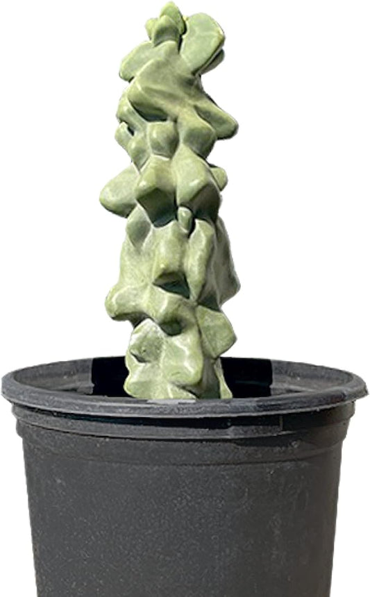 Cactus Outlet - Totem Pole Live Cactus, Cactus Plants Live, Live Plants Indoor & Outdoor Use 12-18” - Rare Large Live Cactus - Landscape Ready Large Cactus Plant Live Delivered Right to Your Door