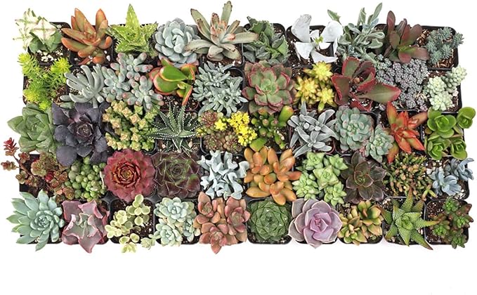 Mountain Crest Gardens Ultimate Succulent Variety Pack - 50 Unique Live Plants, Many Types, Rooted in 2 inch Pots - Indoor/Outdoor Real Succulents for Garden Decor, Favors, DIY Arrangements