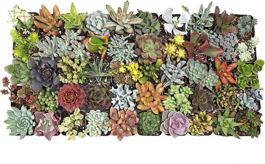 Mountain Crest Gardens Ultimate Succulent Variety Pack - 50 Unique Live Plants, Many Types, Rooted in 2 inch Pots - Indoor/Outdoor Real Succulents for Garden Decor, Favors, DIY Arrangements