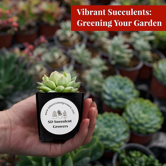 Live Succulents Plants Mystery Pack - Variety of Well Rooted Plants in 2 Inch Pots - Real, Small, Assorted Houseplants for Indoor, DIY, Home Decor, Wedding, or Birthday Gifts (16 Pack)