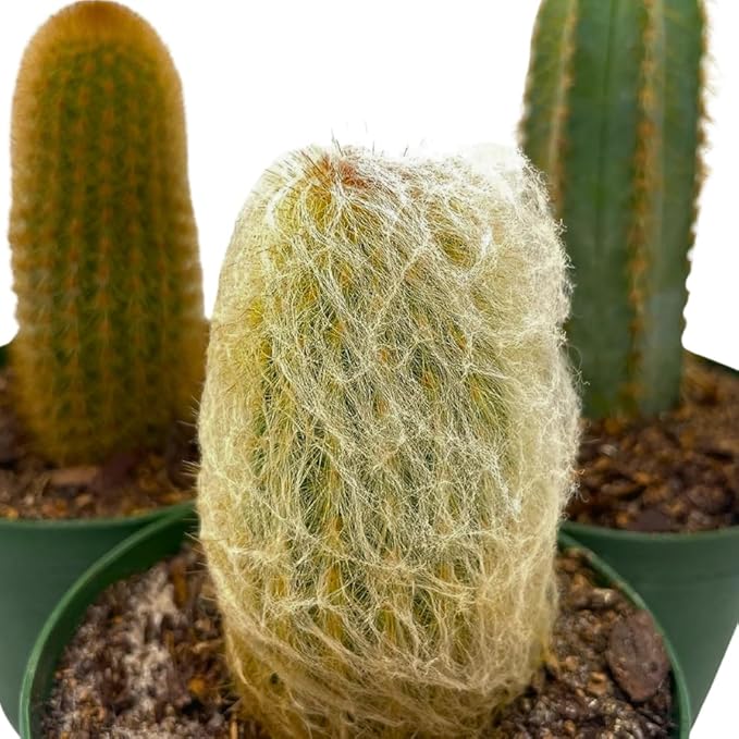 BubbleBlooms Column Cactus Assortment, 4 inch Set of 3, Silver Torch, Blue Column, Yellow, Old Man Fuzzy, Variety Cacti