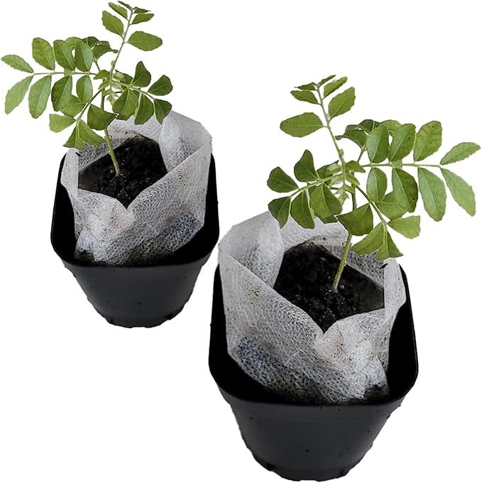 Curry Leaf Plant. Live Plant. Fragrant, Beautiful, Edible. Easy Grow. Indian Cooking Must Have. Murraya Koenigii. (2 Cups)