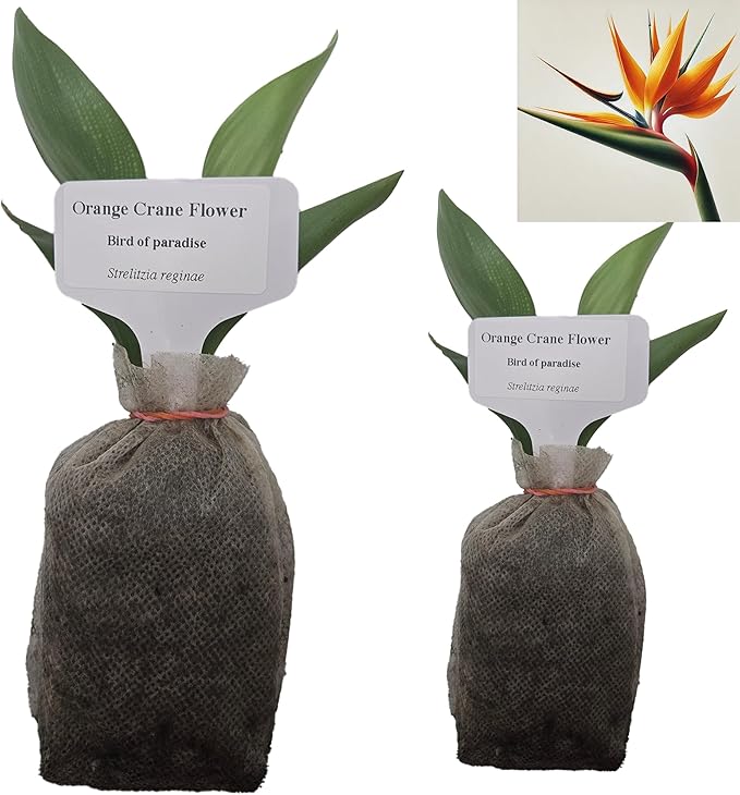 Bird of Paradise - Orange - Strelitzia Reginae. (2 Orange BoP in Sac)