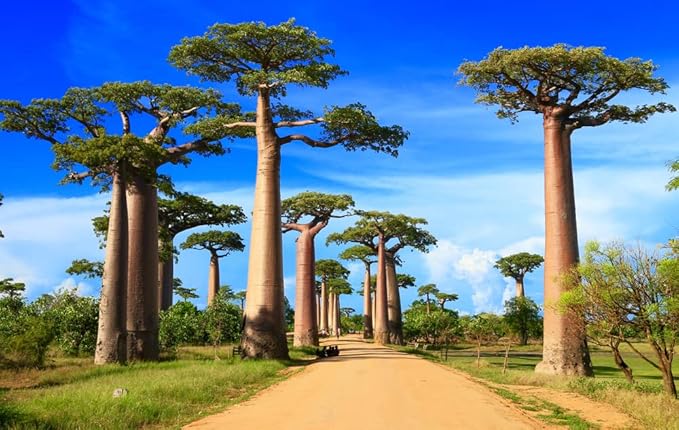 Baobab Tree Seeds - 5 Seeds to Grow - Highly Prized Baobab Tree - Ships from Iowa. Exotic Indoor Bonsai Seeds to Grow