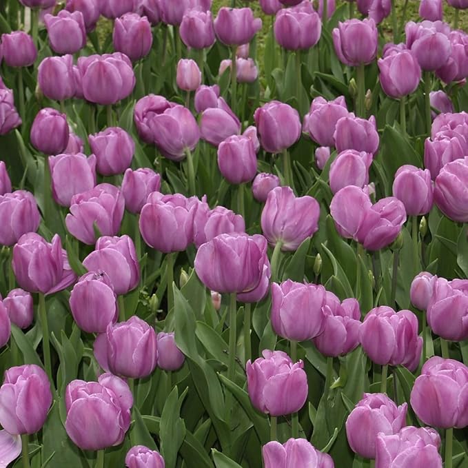 Lavender Purple Triumph Tulip Flowers – Gardener’s Favorite 10‑Bulbs| Pure & Variegated Lavender-Purple Spring Blooms | Sturdy Mid-Spring Perennials – Attracts Bees & Butterflies - USDA Zones 3–8