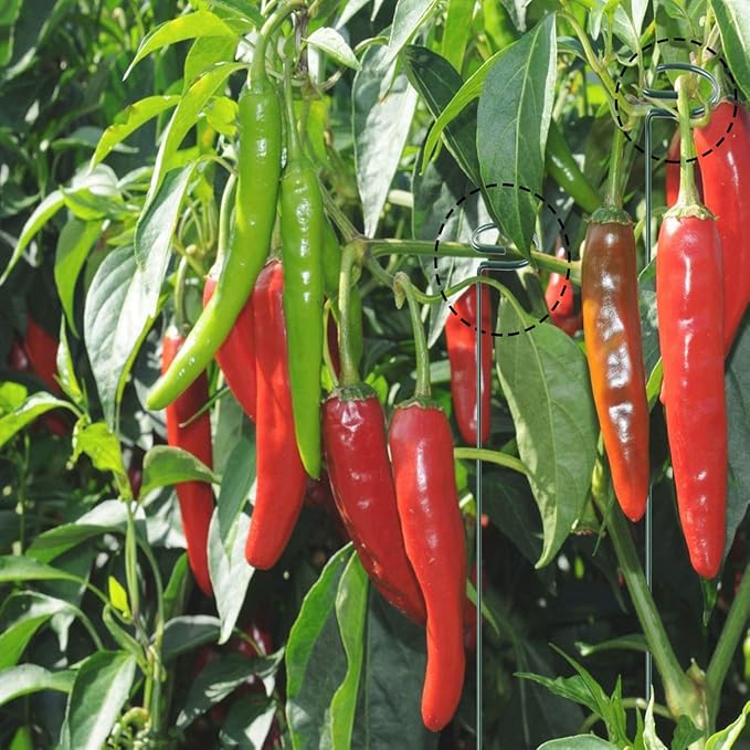 HiGift 10 Pack 36 Inch Plant Support Stake for Tall Plant, Garden Single Stem Flower Support Stake Indoor Plant Cage Support Ring for Peony, Orchid, Lily, Rose