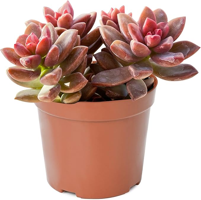 Sprout N Green Graptopetalum paraguayense cv.Bronze, Live Succulent Fully Rooted in 4" Pot, Rare House Plant for Home Indoor Holiday Wedding Garden Decor, DIY Projects, Party Favor