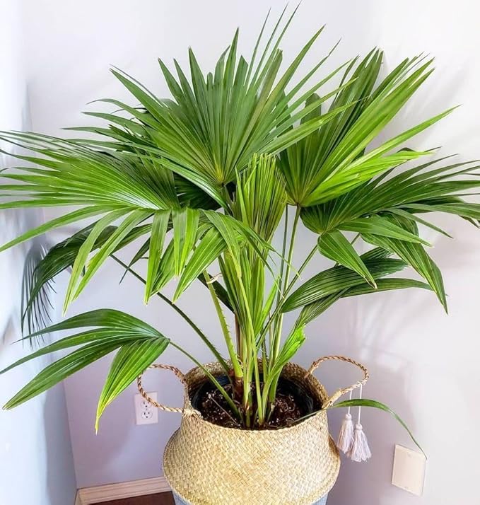 Palm Livistona Seeds – Perennial Fan Palm (Livistona spp.) | Drought-Tolerant, Elegant Ornamental Tree for Landscapes & Containers