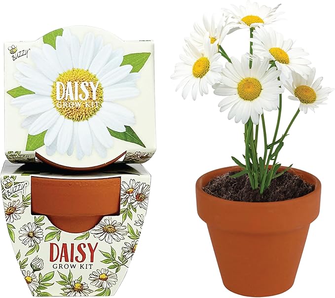 BUZZY Seeds Daydream Mini Terracotta Pots 12-Pack with Daisy Seed Packets – All-in-One Starter Set with Growing Medium and Easy Instructions, Gardening Gift, Wedding Favors, Corporate Gifting