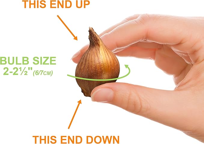 Garden State Bulb Wildflower Mix Multicolor Tulip Flower Bulbs, 6/+ cm, Fall Planting (Bag of 100)