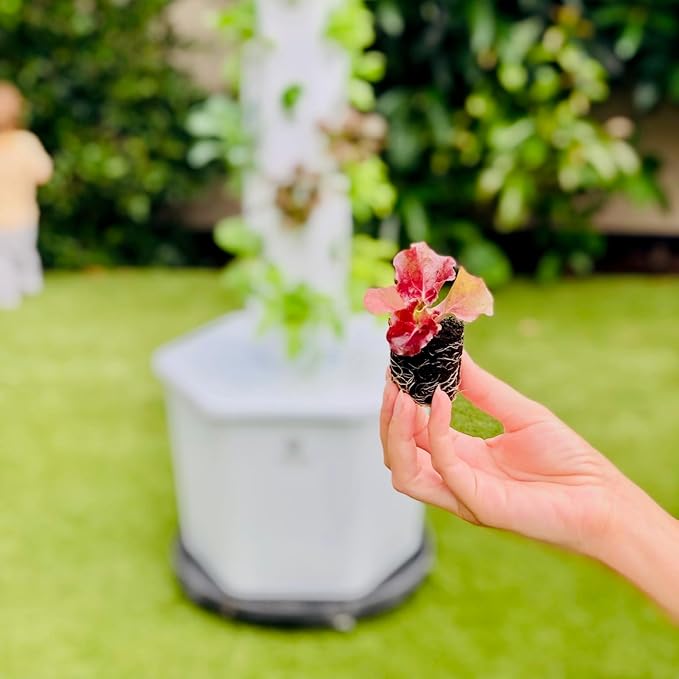 Farmers Bundle: Ready-to-Plant Seedlings, Starts, Plugs, Garden-Ready, Live Plants, Transplants, Pre-sprouted, for Soil & Hydroponic Gardens (Mini (6 seedlings))