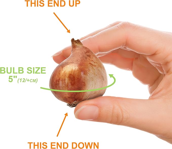 Garden State Bulb Single Late Snow White Tulip Flower Bulbs, 12/+ cm, Fall Planting (Bag of 100)