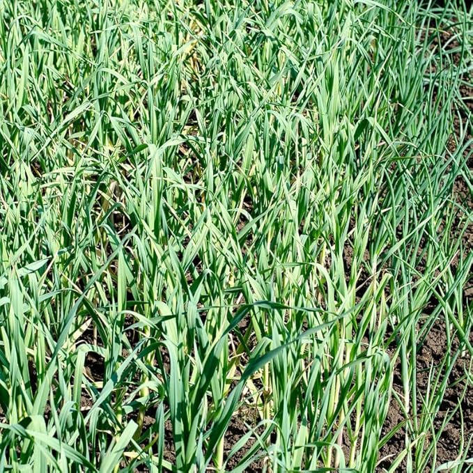 1 Pound Garlic for Planting in Fall Hardneck, 8-10 Red Garlic Bulbs for Planting, Fresh and High Yield Bulb Variety Pack, Hardy and Fast Growing