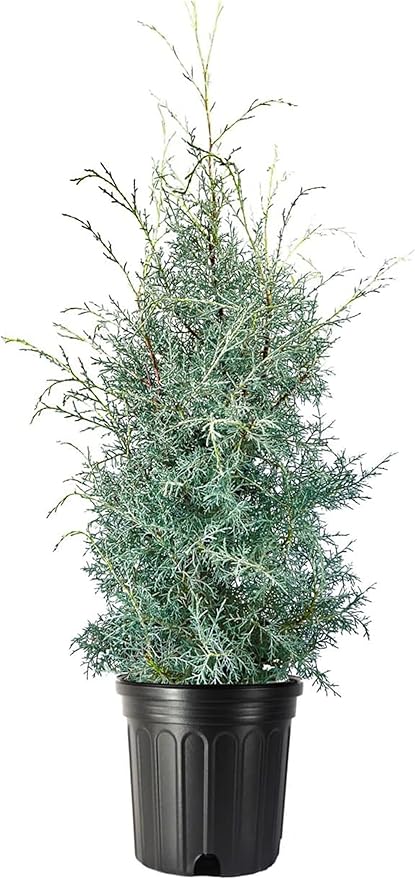 Carolina Sapphire | 1 Extra Large 3 Gallon Tree | Cupressus arizonica 'Carolina Sapphire' | Privacy Screen | Fast-Growing Evergreen Plants for Landscaping