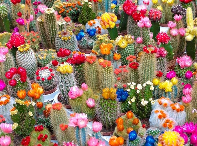 25+ Seeds Cactus Rare Succulents Cacti - Flower Mix