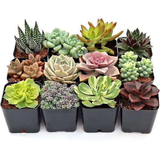 Mountain Crest Gardens Ultimate Succulent Variety Pack - 12 Unique Live Plants, Many Types, Rooted in 2 inch Pots - Indoor/Outdoor Real Succulents for Garden Decor, Favors, DIY Arrangements