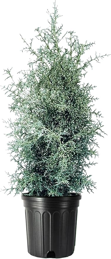 Carolina Sapphire | 2 Large Gallon Size Trees | Cupressus arizonica 'Carolina Sapphire' | Privacy Screen | Fast-Growing Evergreen Plants for Landscaping