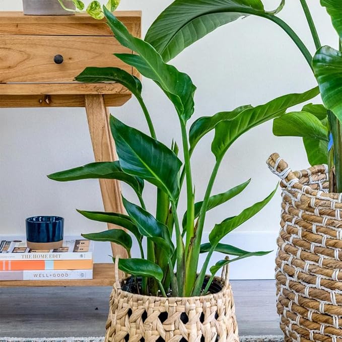 Bird of Paradise - Orange - Strelitzia Reginae. (4 Orange BoP in Sac)