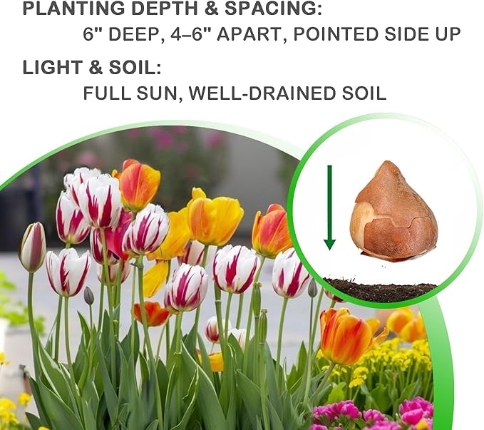 Mixed Sorbet Tulips โ 8 Bulbs | Pink, Red & White Perennial Flowers - Spring Blooming | Easy-to-Grow Rembrandt Tulips for Rock Gardens, Borders & Containers โ Zones 3โ8 | Butterfly & Bee Attracting