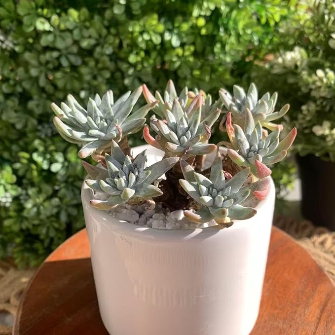 Dudleya Gnoma S.W.McCabe Rare Live Succulent Plants, Over 5 Heads Pot Size 3.4 inches Pink Live Plant, Excludes Pot Soil, Garden Indoor Office Desk, Party Baby Shower Decor, Gift for Plant Enthusiasts