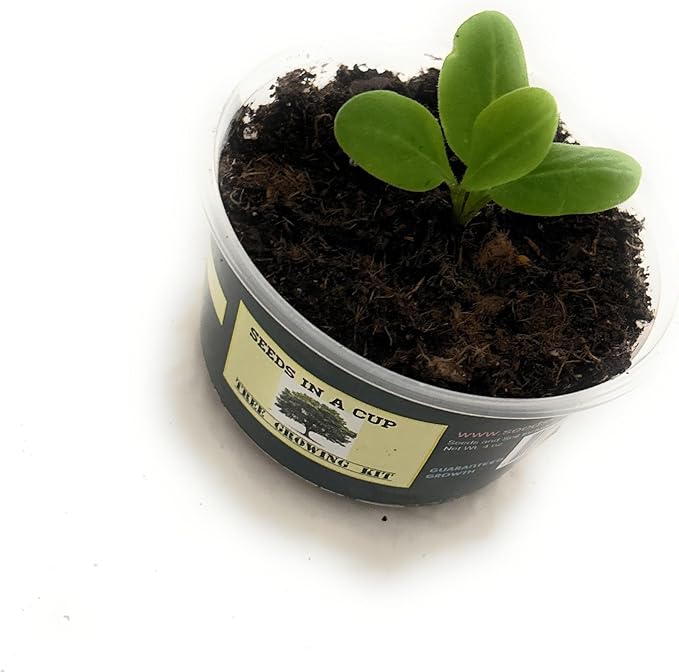 Peach Tree | Seeds In A Cup: Tree Starter Kit | Easy to use | Educational | Memorial Gift | Plant It for The Planet | Grow Your Own Tree |