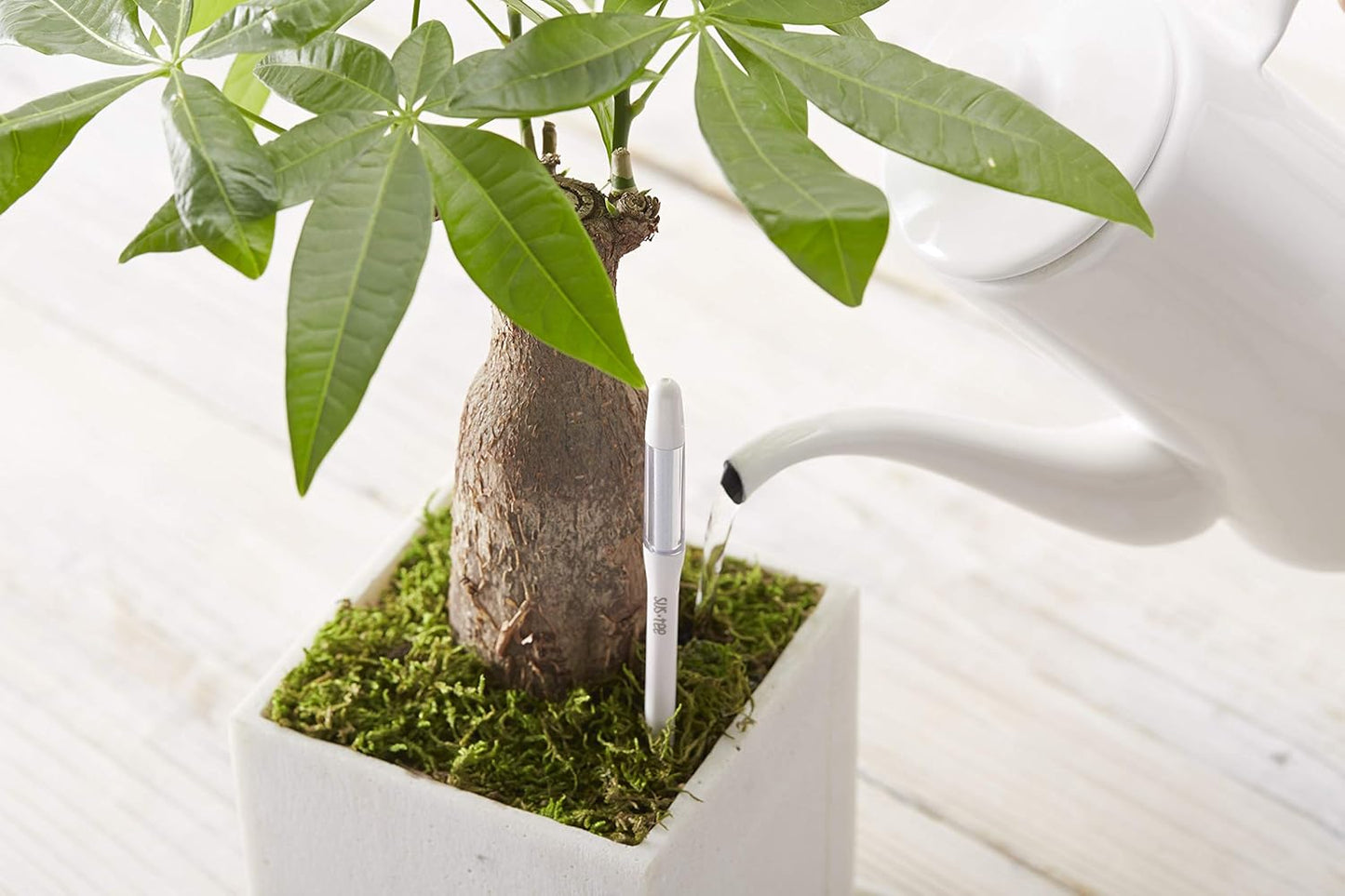 Sustee Aquameter, Green, Small - Leave-in Soil Moisture Meter for Potted Plants - Plant Water Sensor (Refillable Style)