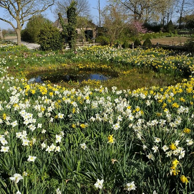 Wholesale Mixed Daffodil Flower Bulbs - 500+ Bulbs per Pack - Deer Resistant - Good as Cut Flowers - Good For Indoor Forcing - Naturalizing - Perennializing - Easy to Grow Live Plants - Outdoor Garden