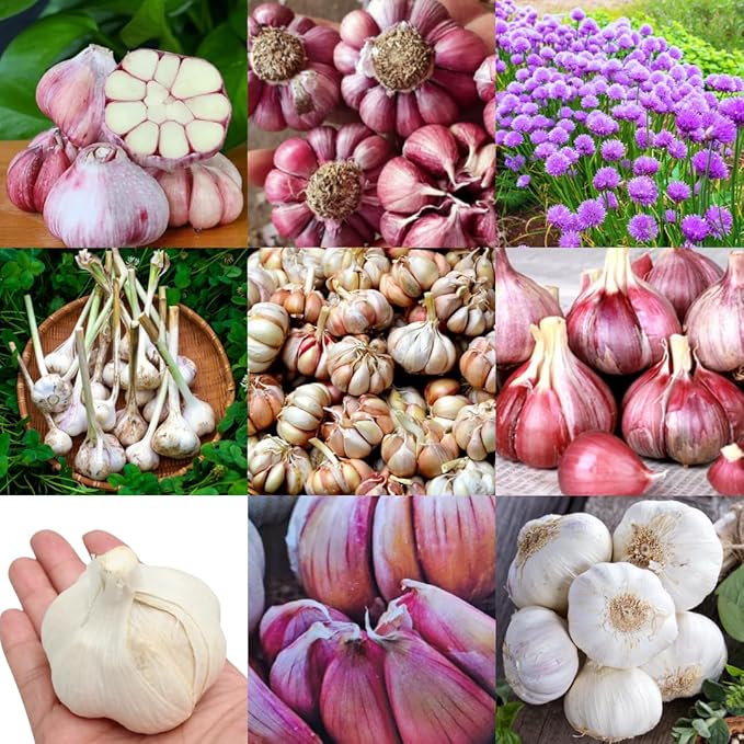 1 Pound Garlic for Planting in Fall Mix Random Softneck Hardneck, 8-10 Assorted Garlic Bulbs for Planting, Fresh and High Yield Bulb Variety Pack, Hardy and Fast Growing