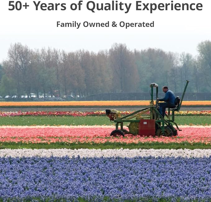 35 Mixed Tulip Bulbs – Assorted for Spring Color – Perfect for Beds, Borders & Containers – Bulk Pack of Flowers for Spring – Easy Fall Planting - Live Garden - Bulb Size 11/12cm - Willard & May