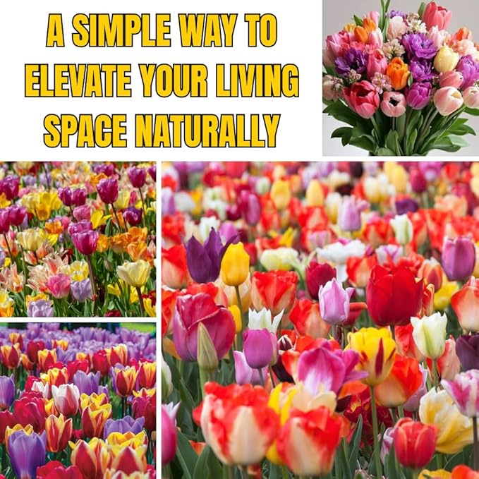 10 Tulip Bulbs for Fall Planting Bulk, Tulip Bulb, Perennial Flower Bulbs for Garden Growing, Tulip Bulbs Bulk (Mix)