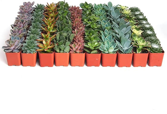 Shop Succulents Assorted Succulent Plant Pack Bulk Collection - Live Mini Succulent Plants, Low Maintenance, Mixture of Colors & Textures - Wedding and Party Favors, Gift & Garden, Pack of 256