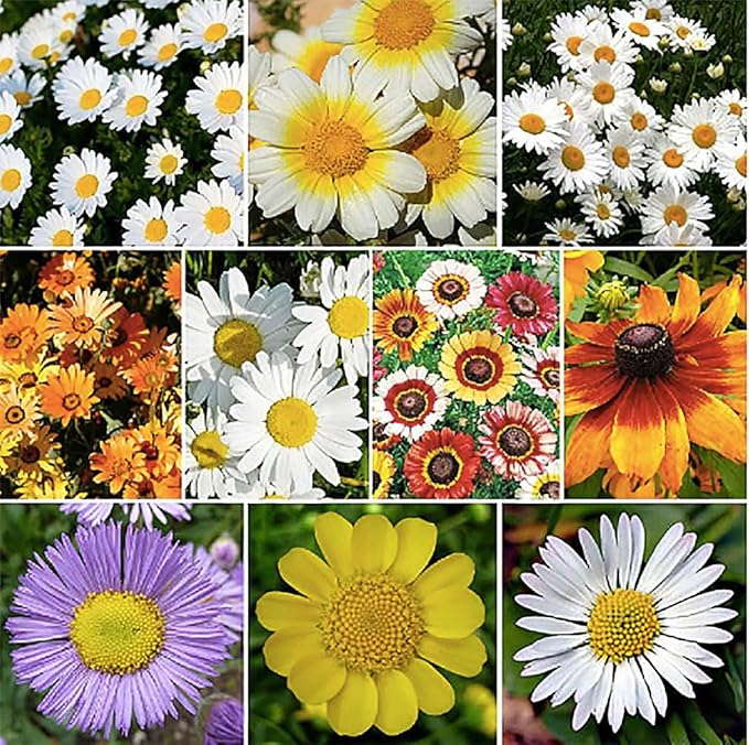6000 Creeping Daisy Seeds - Annual, Full Sun Daisy